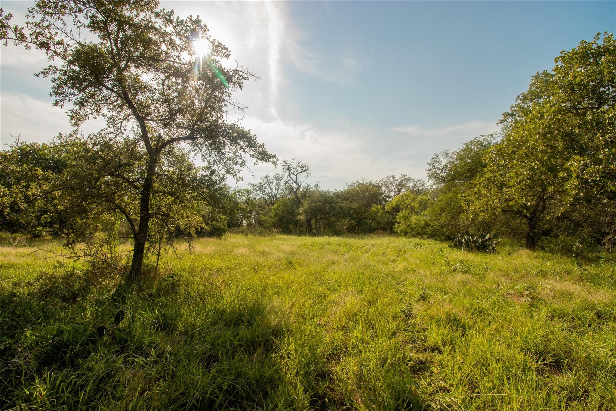 437 Firefly Field Ln